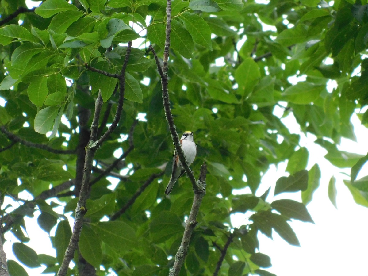 Chestnut-sided Warbler - ML356224861