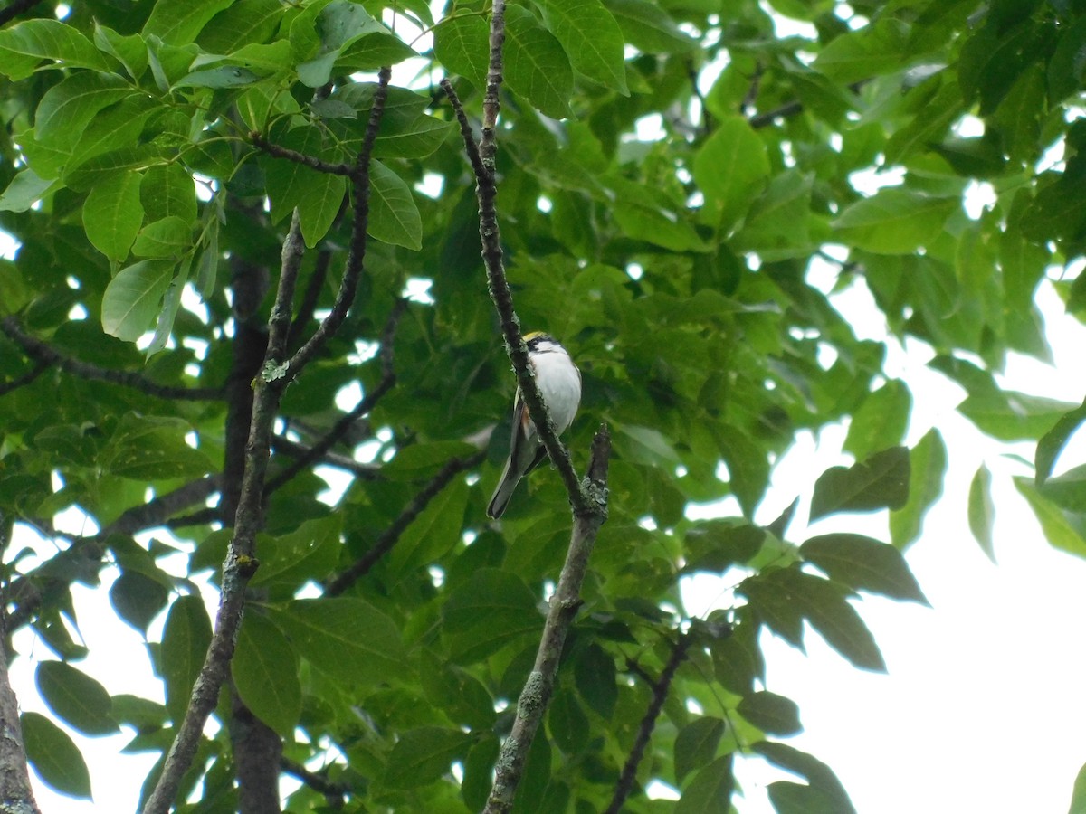 Chestnut-sided Warbler - ML356224911