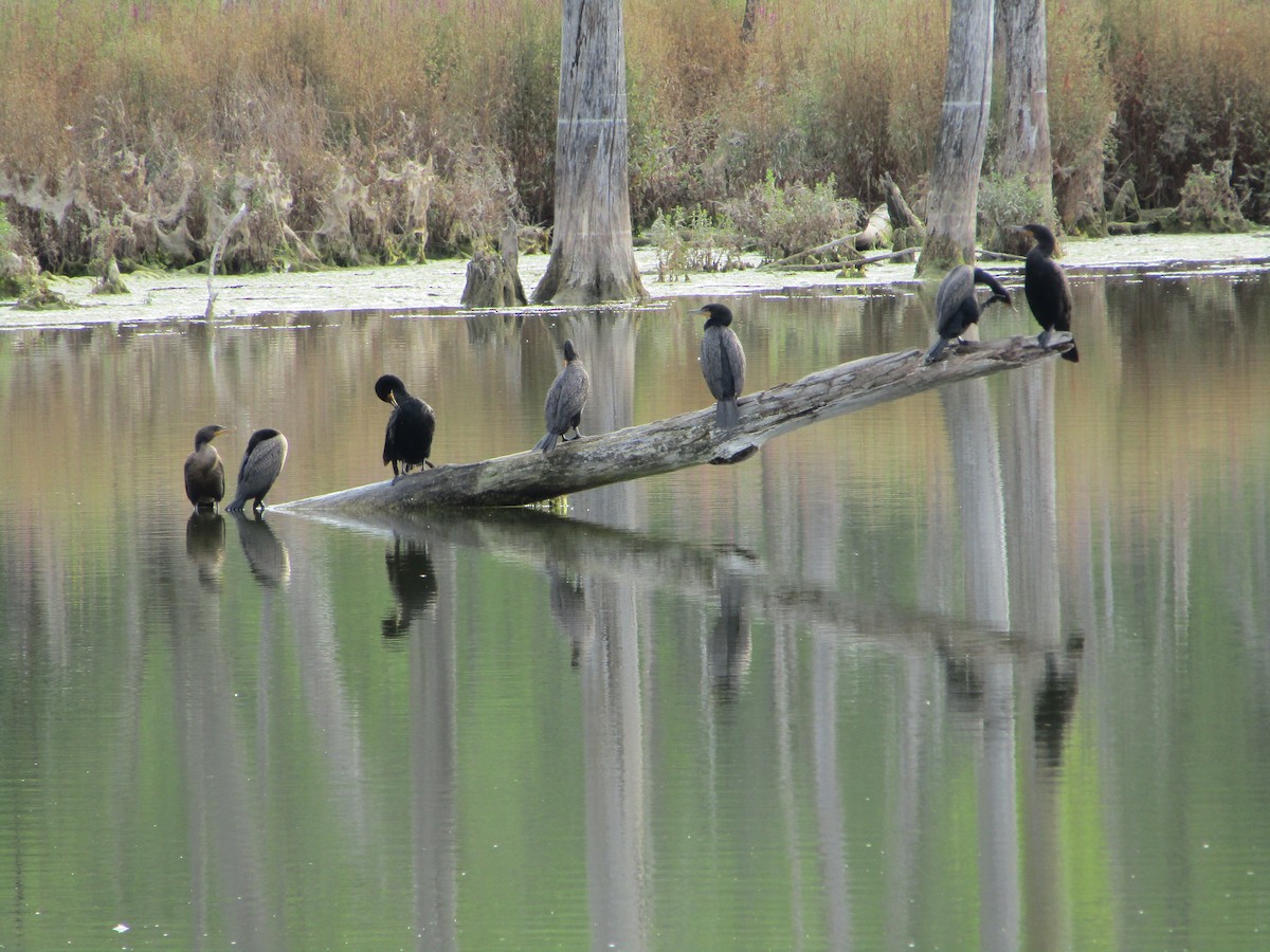 Double-crested Cormorant - ML356225591