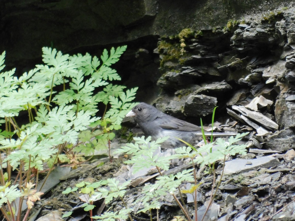 Dark-eyed Junco (Slate-colored) - ML356225781