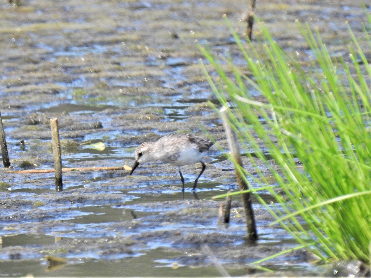 Semipalmated Sandpiper - Susan Brauning