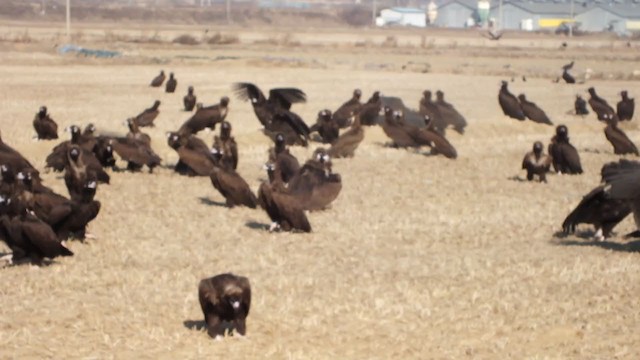 Cinereous Vulture - ML356228561