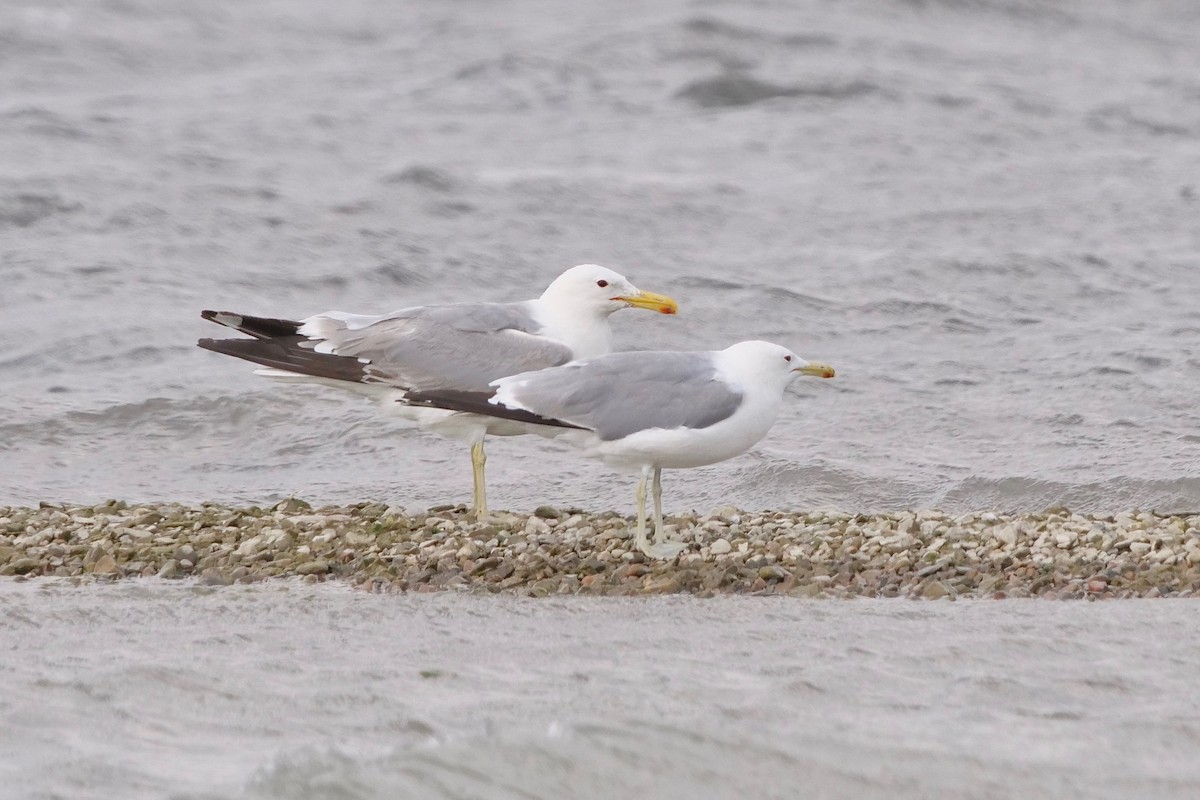 California Gull - ML356230111