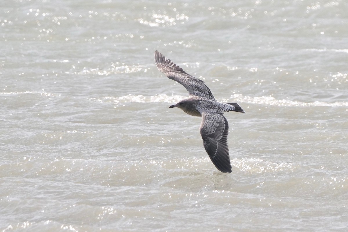 California Gull - ML356230431