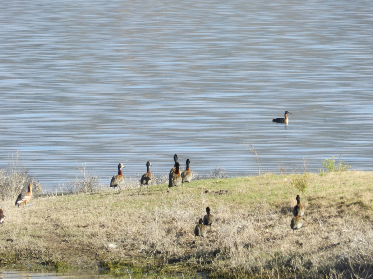 White-faced Whistling-Duck - María Eugenia  Alonso