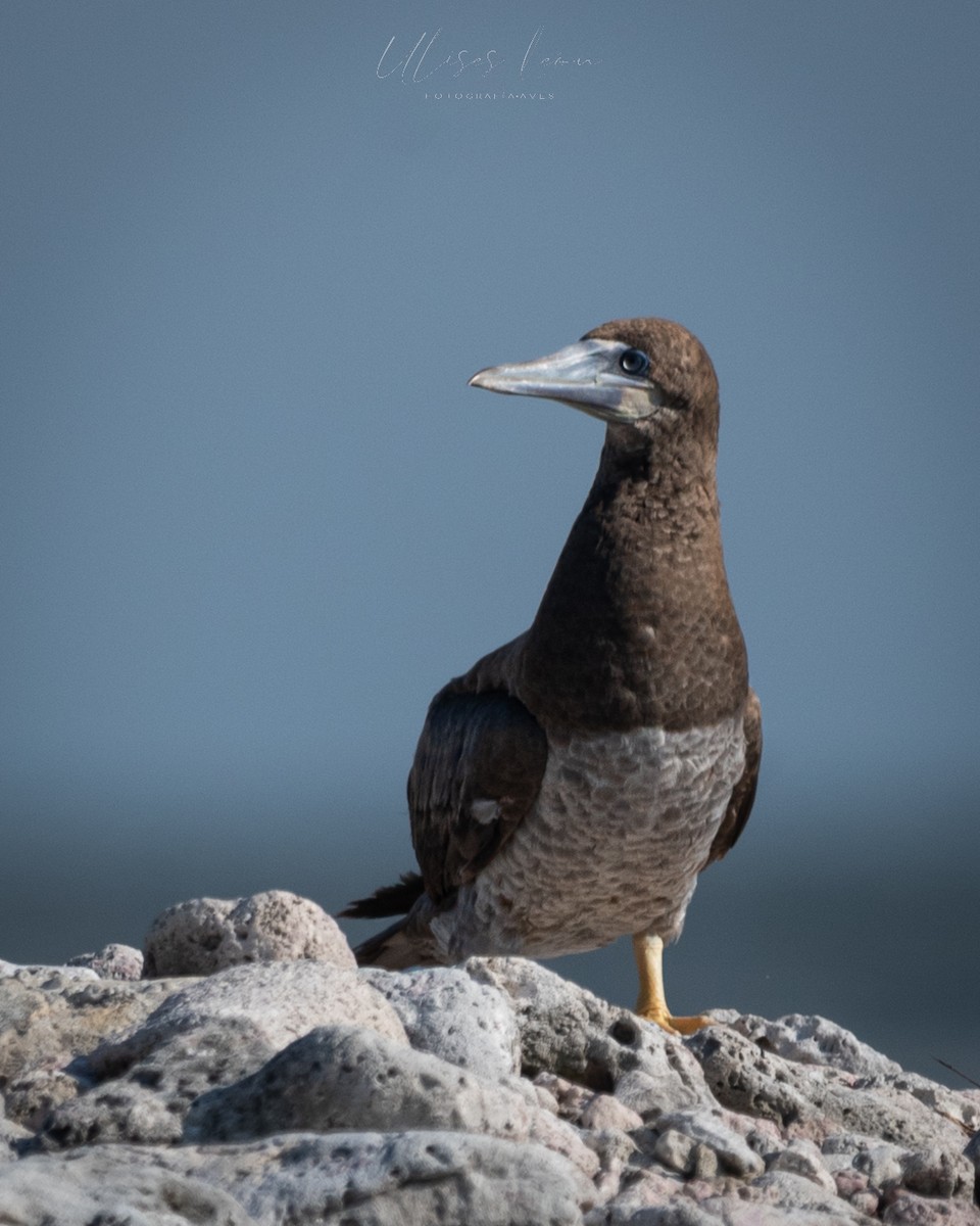 Brown Booby - ML356230731