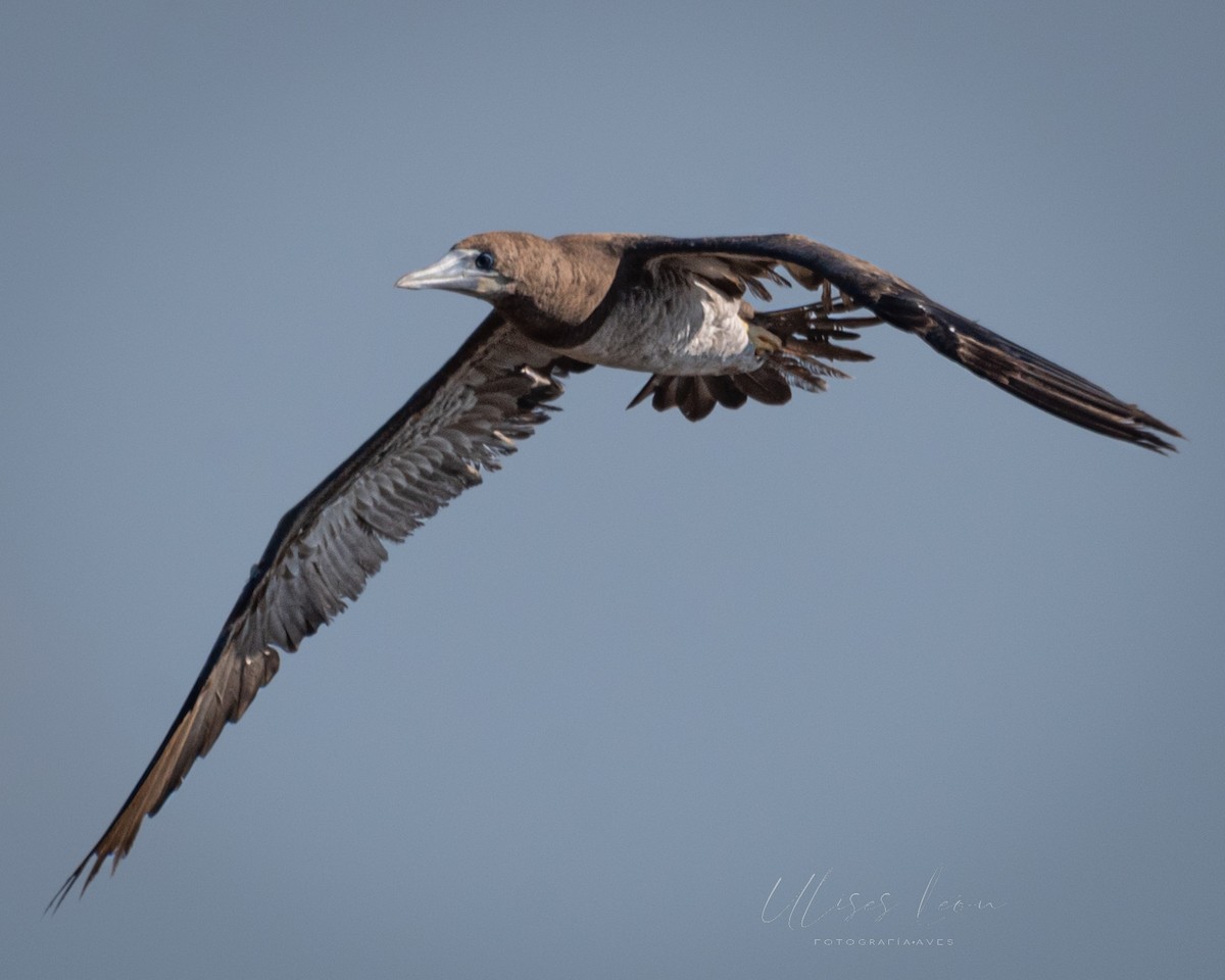 Brown Booby - ML356230741