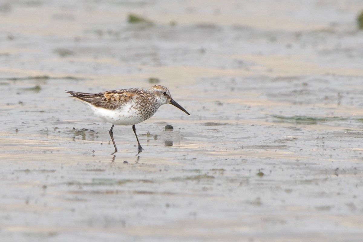 Western Sandpiper - ML356231191