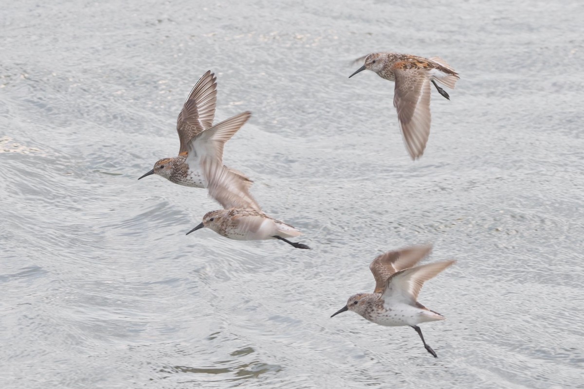 Western Sandpiper - ML356231201