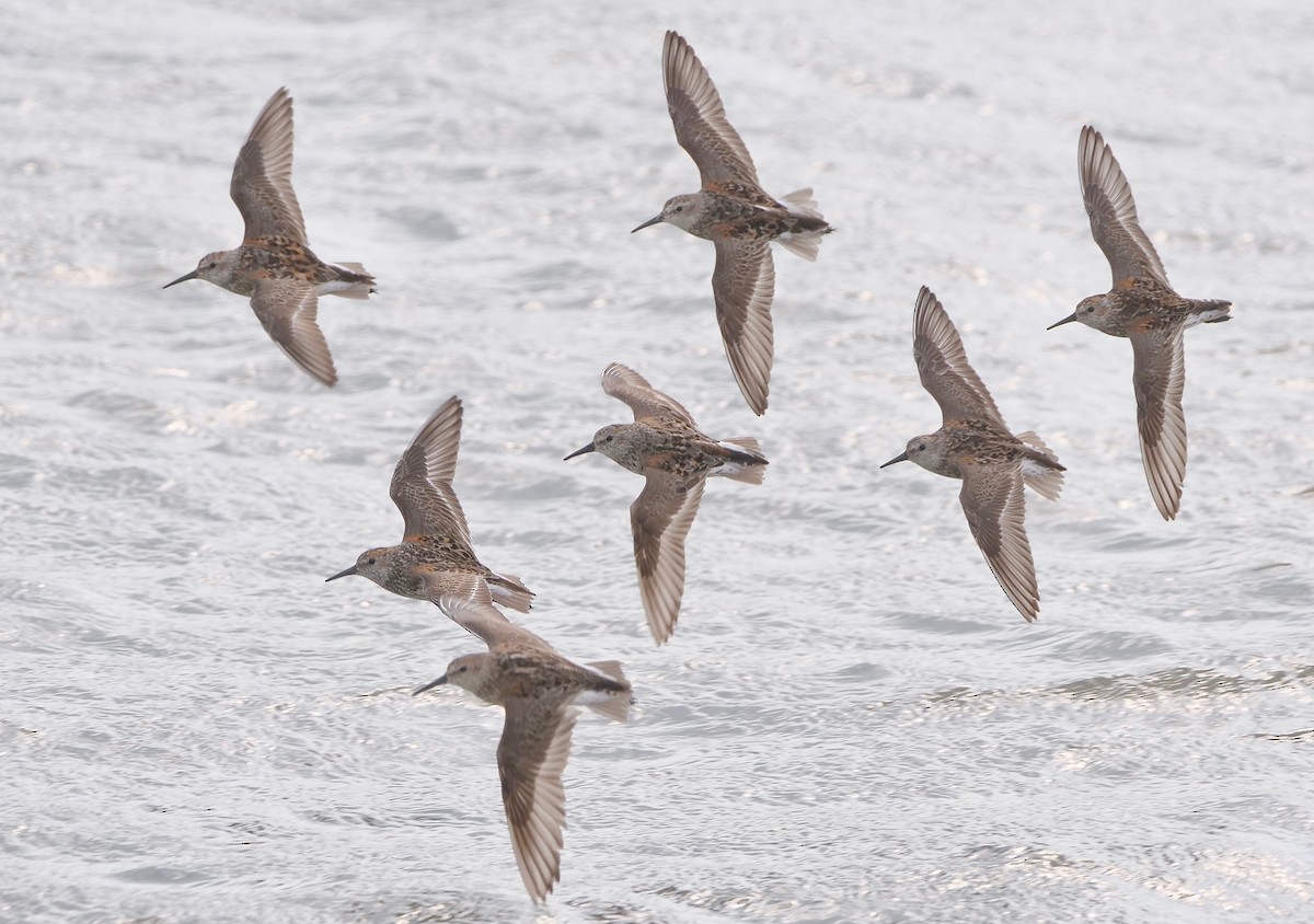 Western Sandpiper - ML356231421