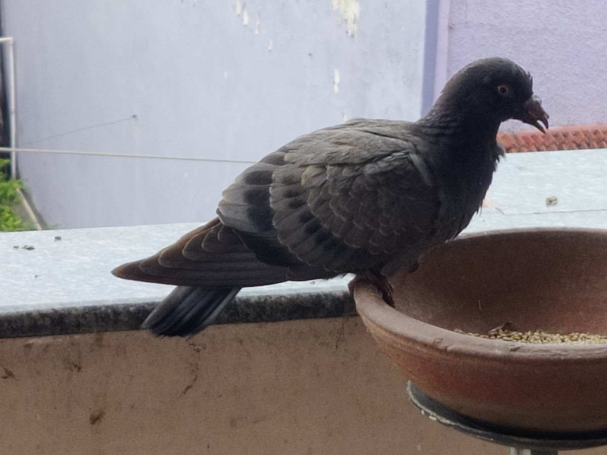 Rock Pigeon (Feral Pigeon) - ML356234371