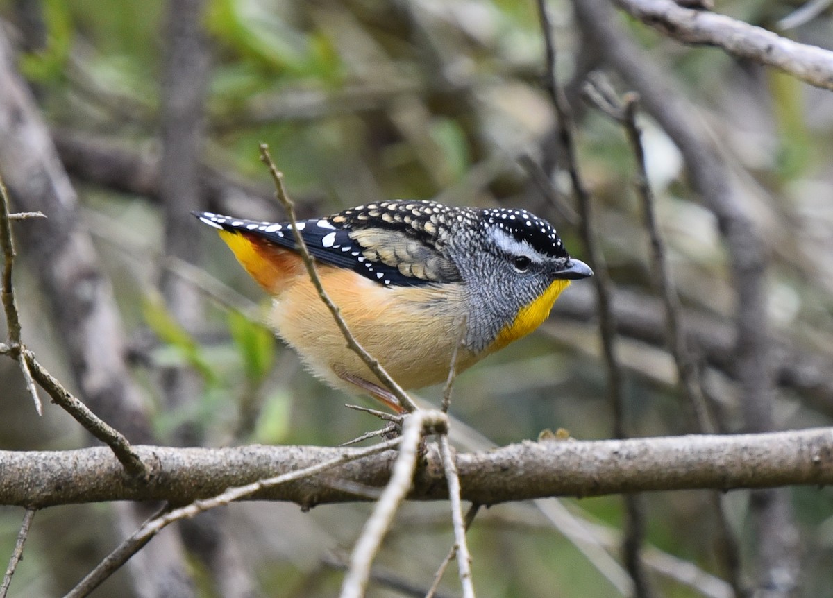 Pardalote Moteado - ML356236301