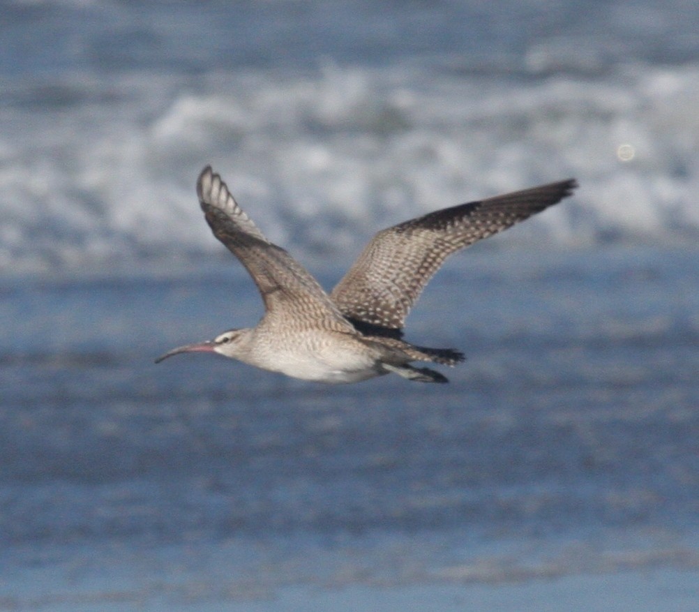 Whimbrel - Nels Nelson