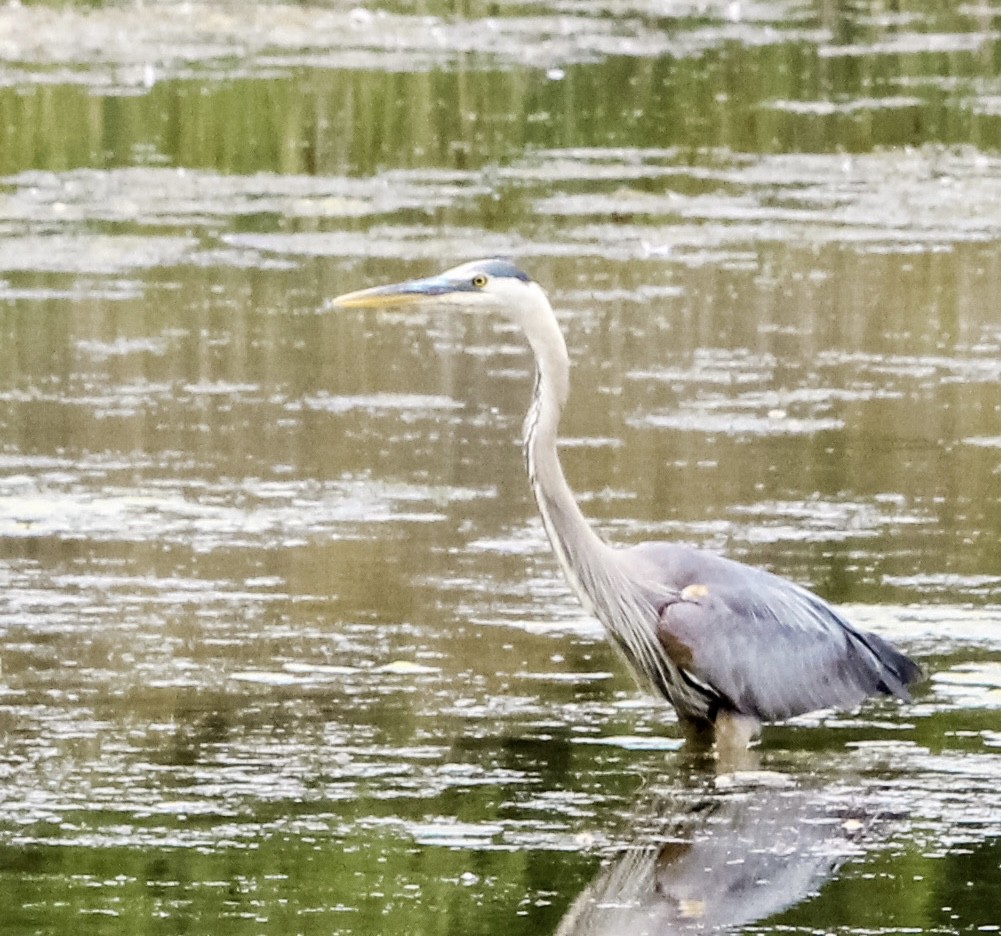 Great Blue Heron - ML356237251