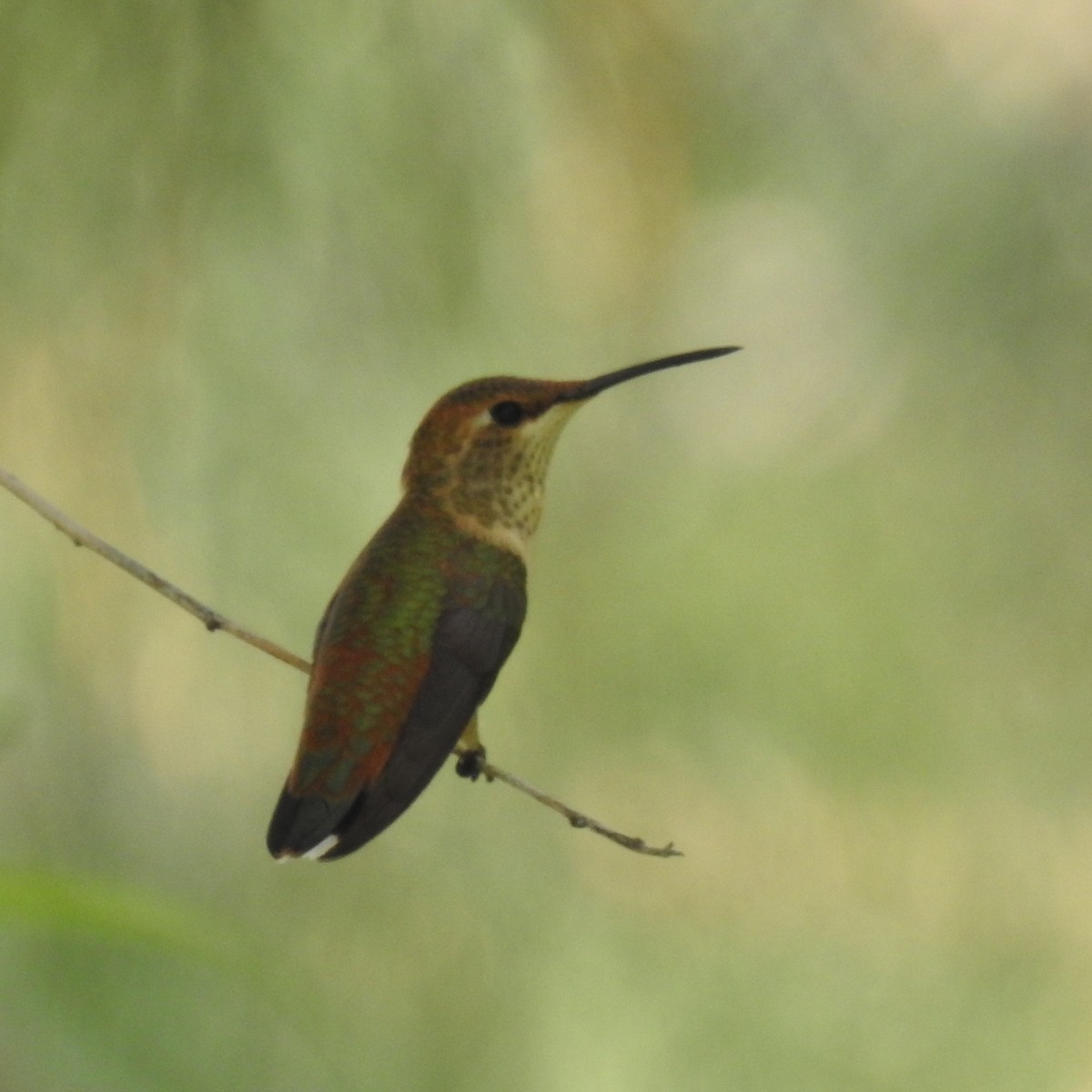 Rufous Hummingbird - ML356237521