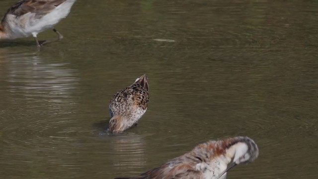 Western Sandpiper - ML356238761