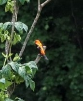 Scarlet Tanager - Megan Taylor