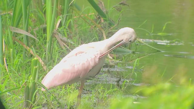 Roseate Spoonbill - ML356240151