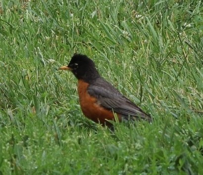 American Robin - ML356240371