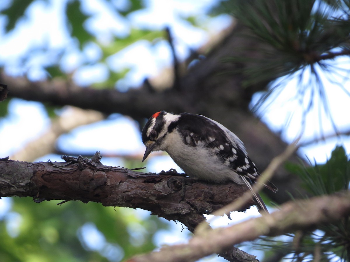 Downy Woodpecker - ML356240771