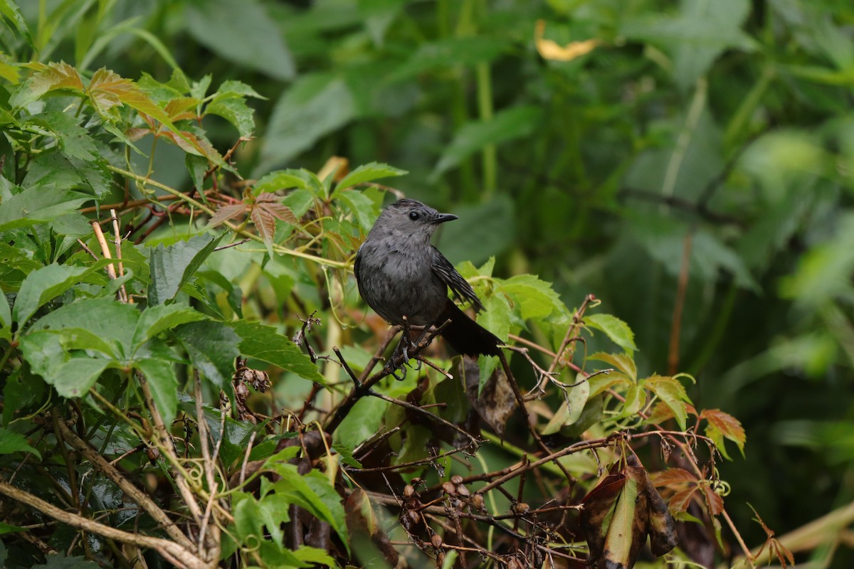 Gray Catbird - Thomas Flake