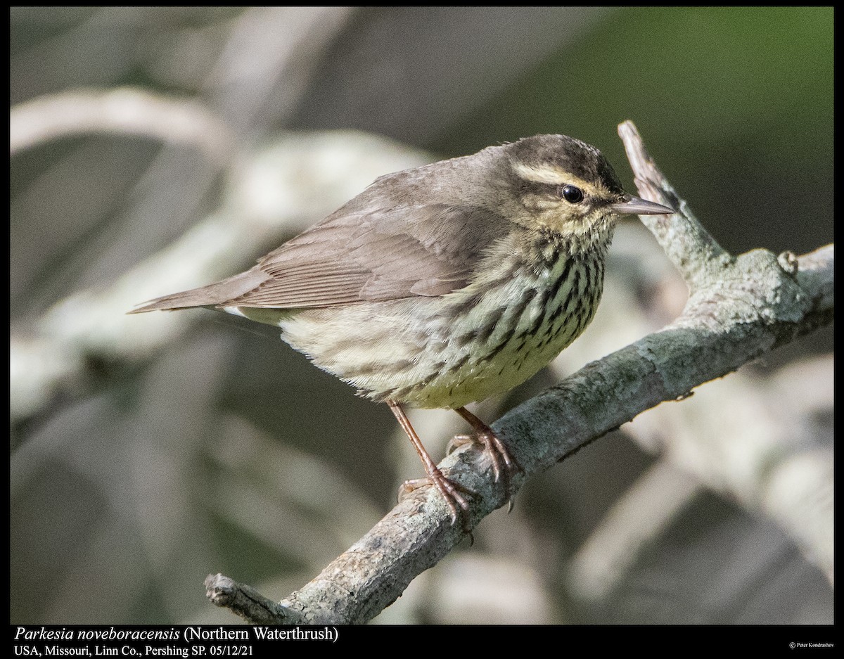 Northern Waterthrush - Peter Kondrashov