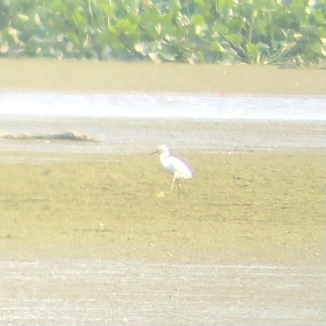 Snowy Egret - ML356243091