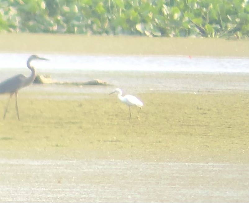 Snowy Egret - ML356243111