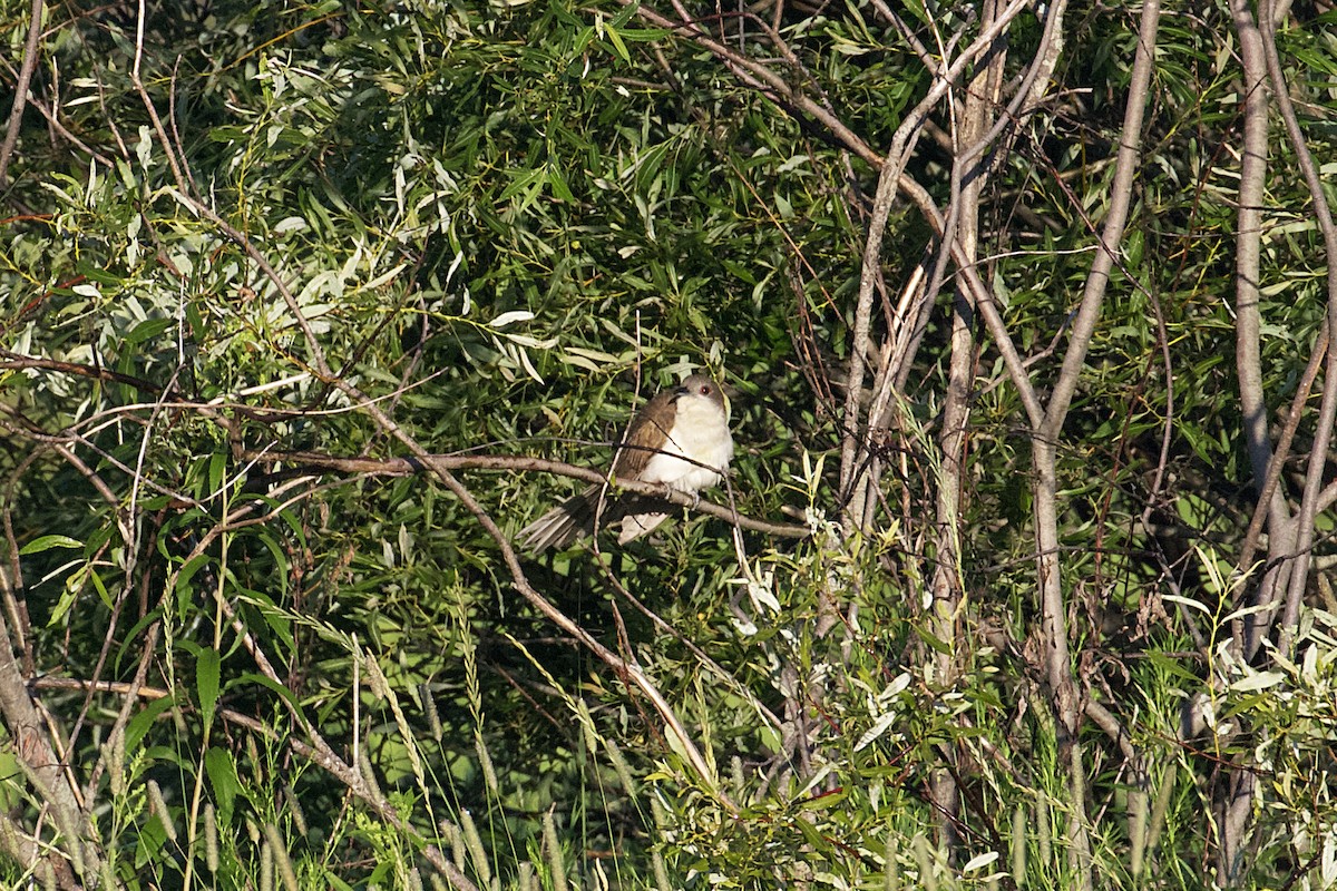 Black-billed Cuckoo - ML356244471