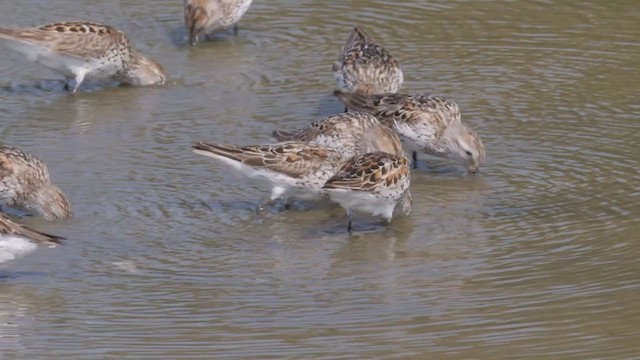 Western Sandpiper - ML356244991