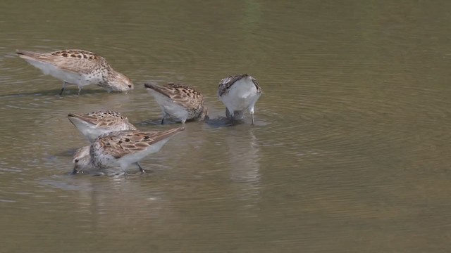 Western Sandpiper - ML356245251