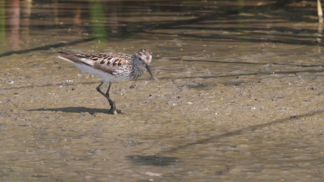 Western Sandpiper - ML356245451