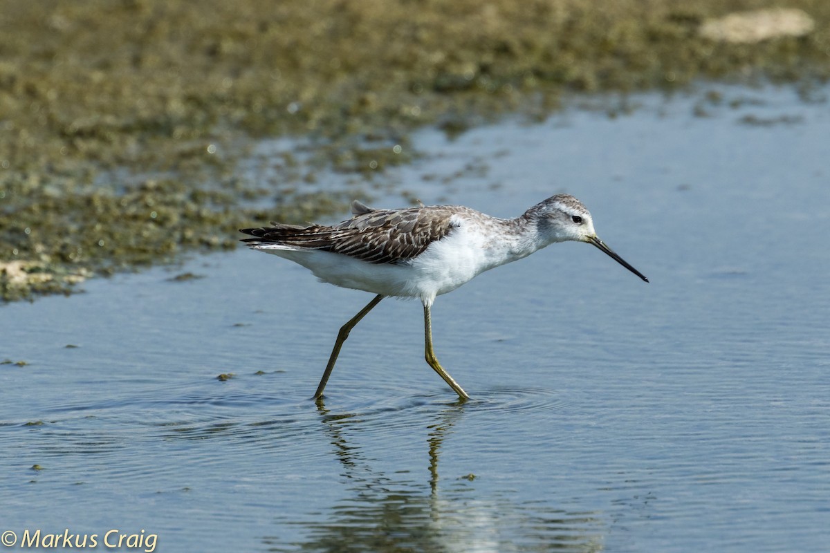 Marsh Sandpiper - ML35624681