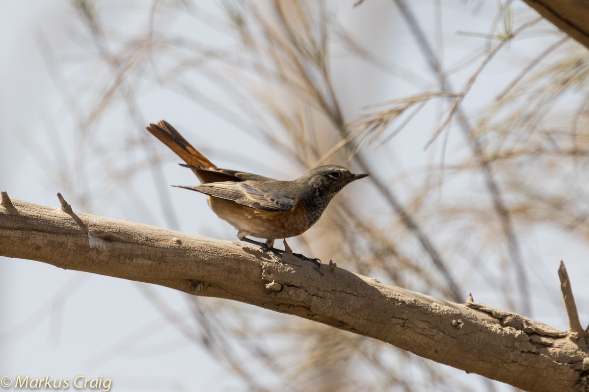 Common Redstart (Common) - Markus Craig