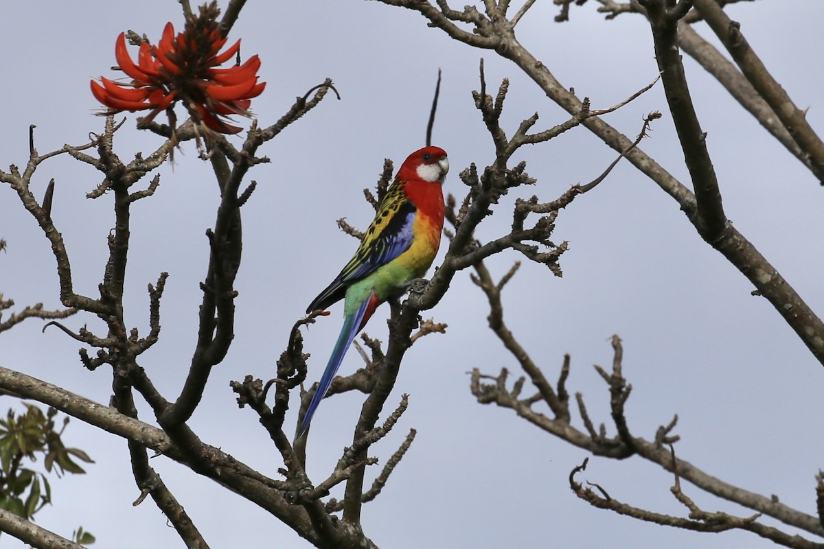 Eastern Rosella - ML356248741