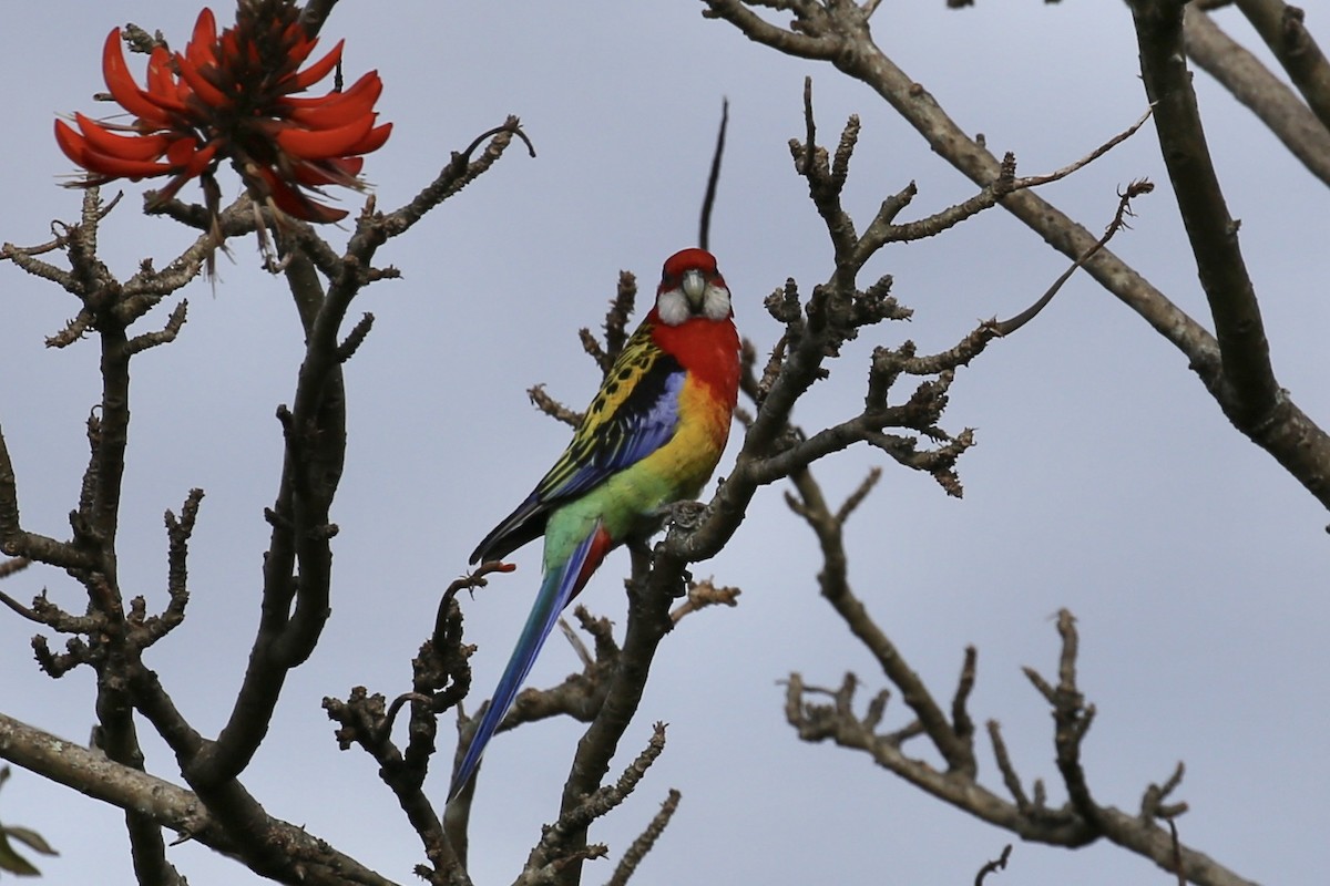 Eastern Rosella - ML356248761