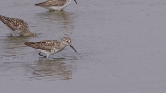 Western Sandpiper - ML356250401