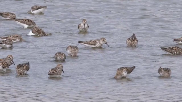 Western Sandpiper - ML356250451