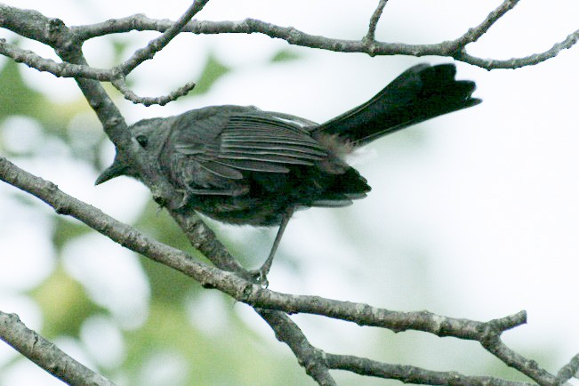 Gray Catbird - Rubina Heptulla