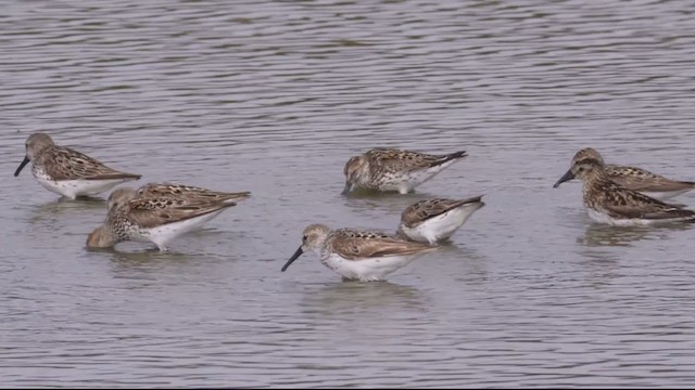 Western Sandpiper - ML356250721