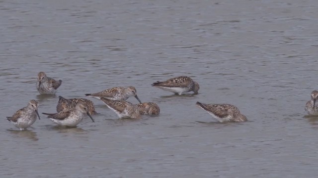 Western Sandpiper - ML356253161