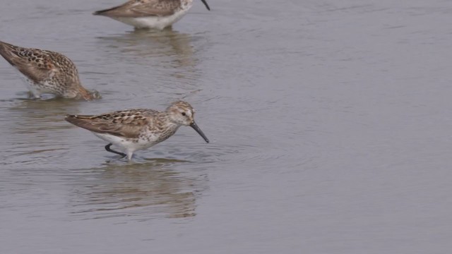 Western Sandpiper - ML356253271