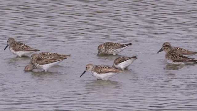 Western Sandpiper - ML356253651