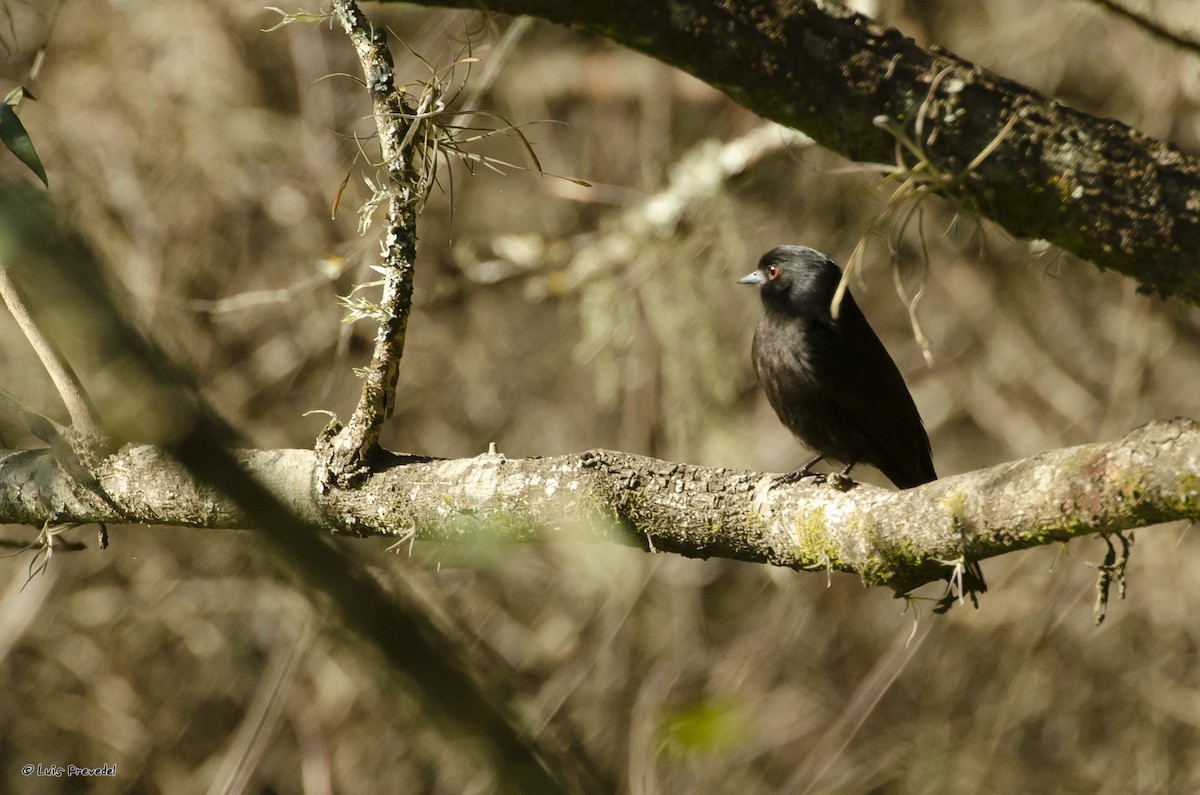 Blue-billed Black-Tyrant - Luis Prevedel