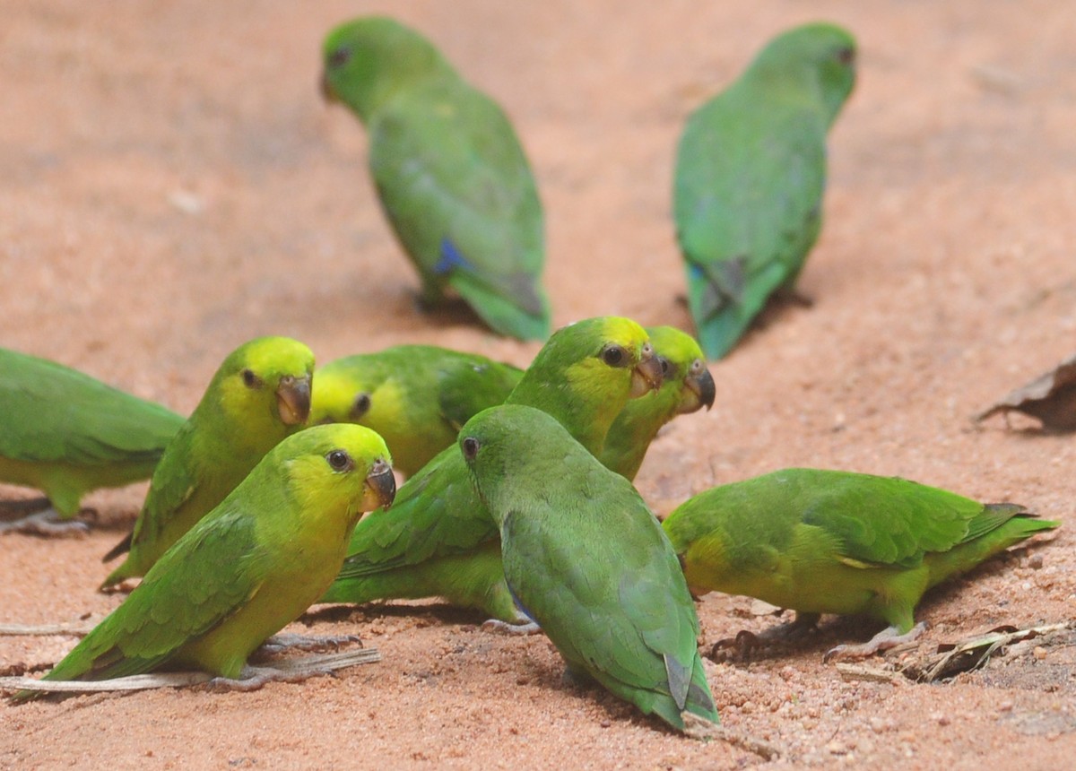 Dusky-billed Parrotlet - Kurt Hennige