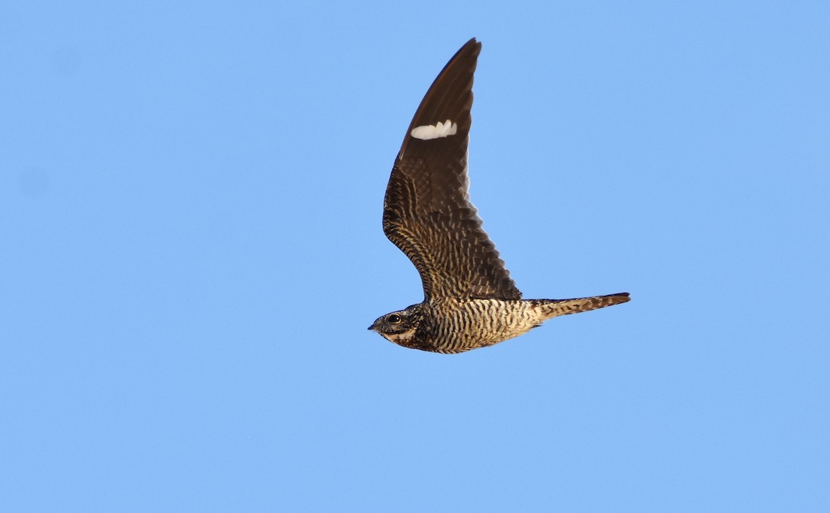 Common Nighthawk - ML356255531