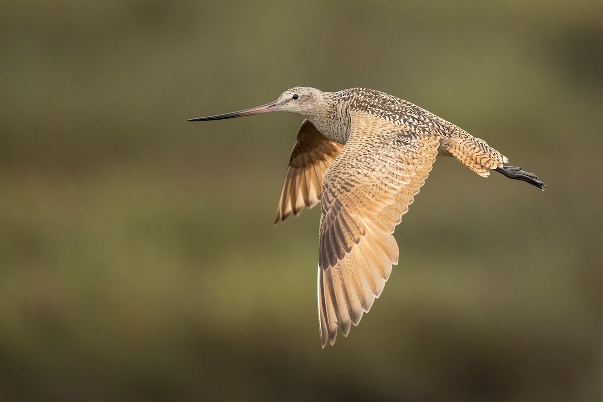 Marbled Godwit - Ryan Sanderson