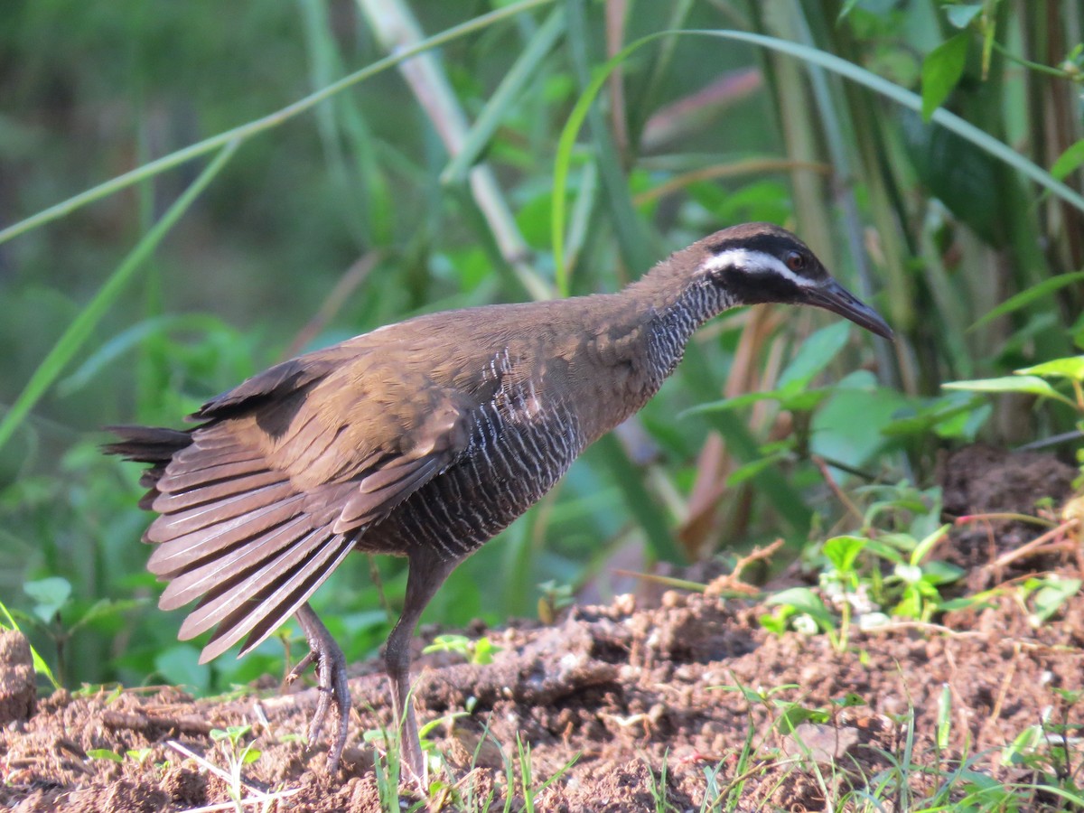 Barred Rail - ML35625771
