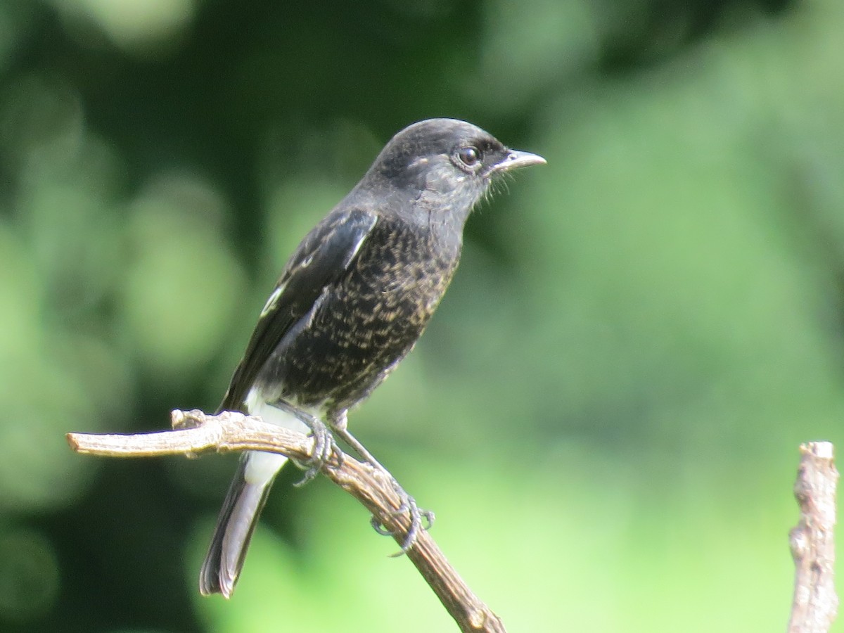 Pied Bushchat - ML35625841