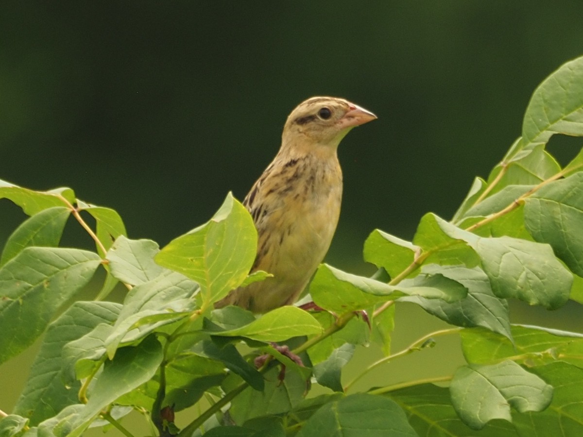 Bobolink - Joshua Snodgrass